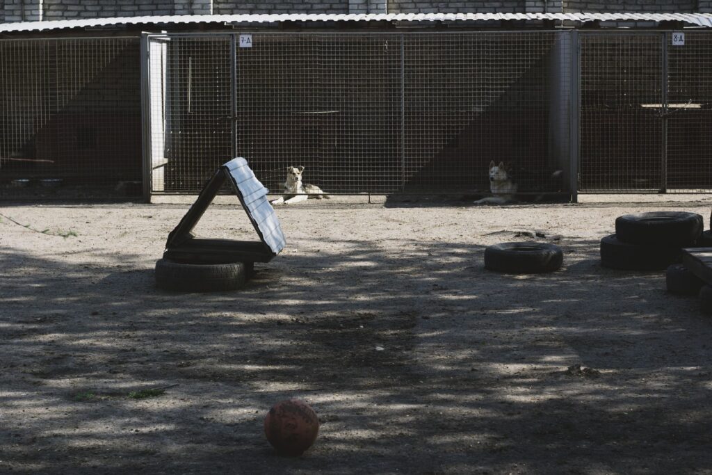 Mehrere Hunde in einem Auslauf mit Spielgeräten in einer Hundepension