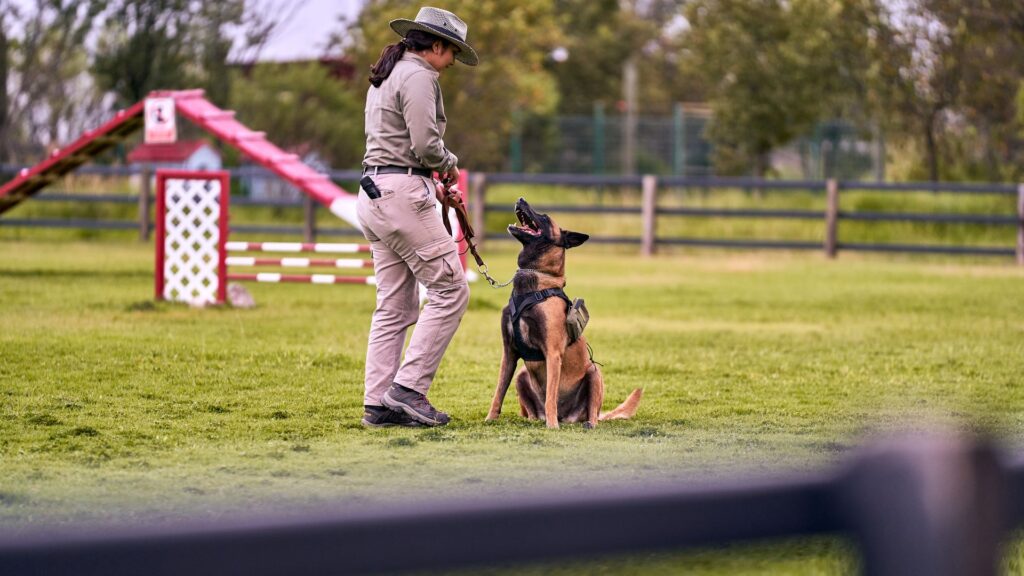 Hundetrainer übt mit einem Malinois auf einer Wiese
